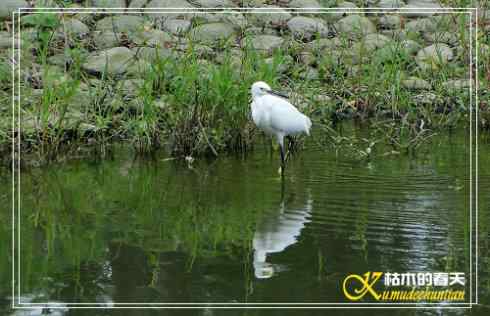 秋天-花-鸟【照片】