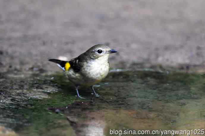 雌性白眉姬鹟（12）