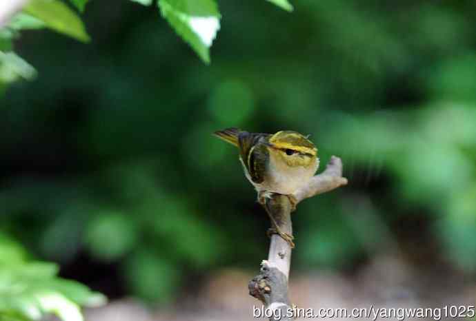 黄腰柳莺（6）
