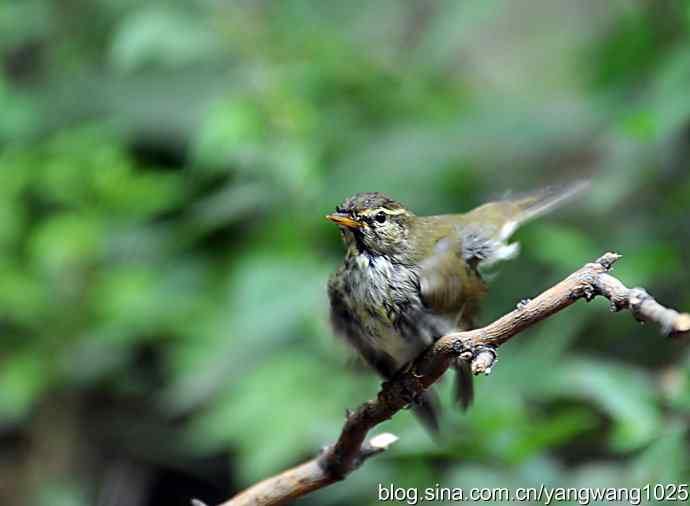 极北柳莺(浴后晾羽)3 极北柳莺(浴后晾羽)3