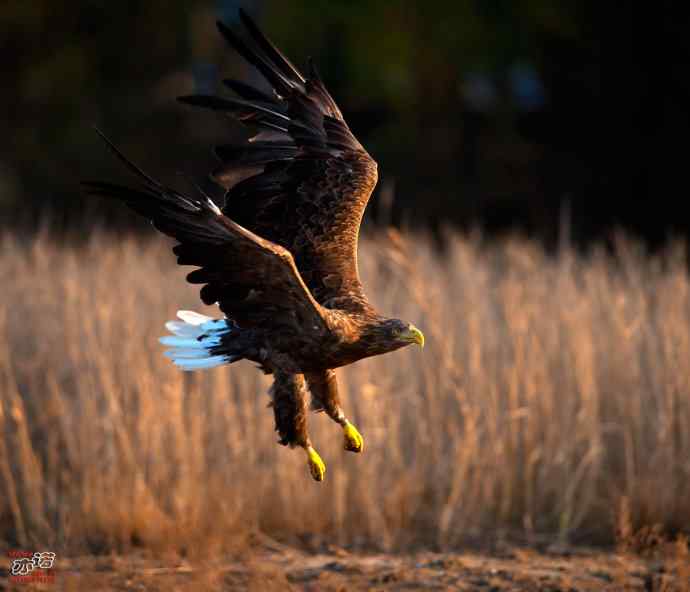 北戴河 wbr路 wbr白尾海雕 北戴河 wbr路 wbr白尾海雕