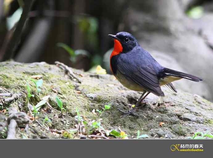 拍到鈥溄鹦馗桊垛