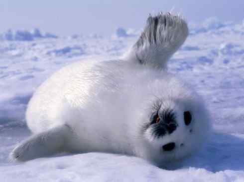 自然奇观：动物大迁徙(鳍足类)