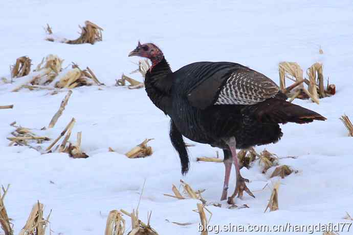 雪地路火鸡