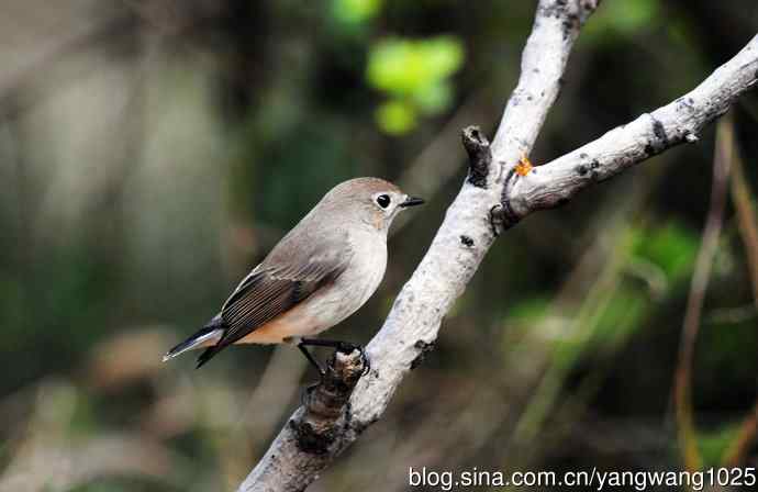 红喉姬鹟（27）