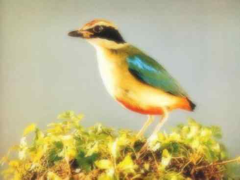 美丽无罪：雀鸟之八色鸫