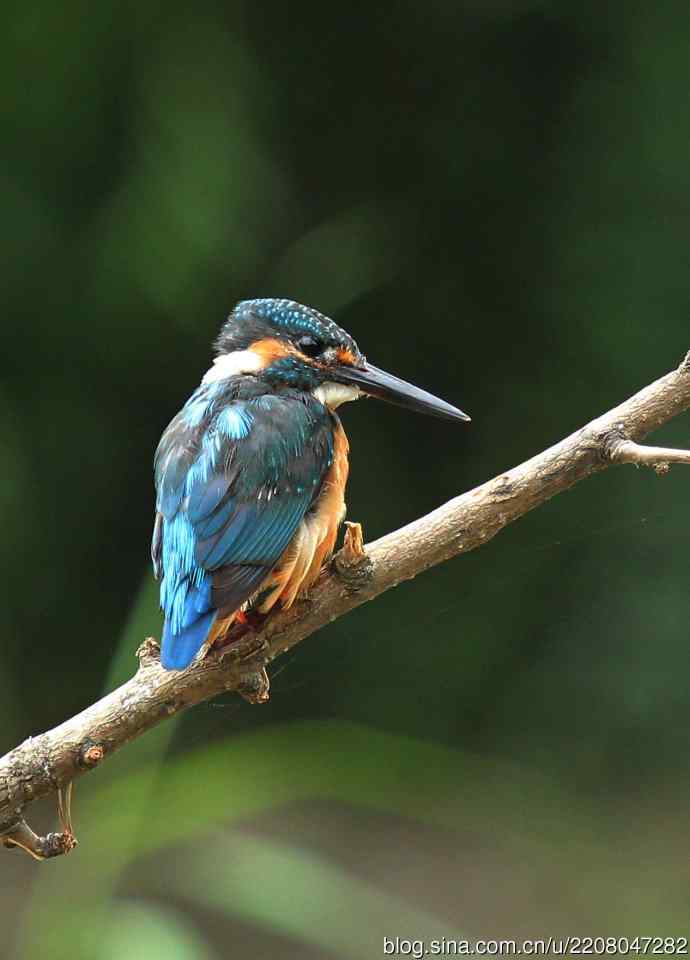 224.可爱小翠---翠鸟之吻