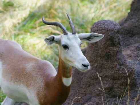 麒麟：传说的兽原型探秘（鹿羚）
