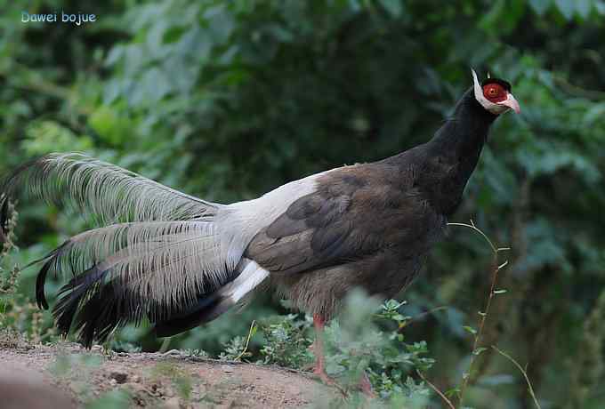 珍禽国宝  褐马鸡
