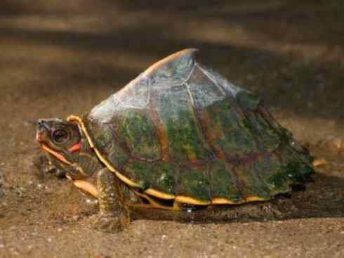 玄武：传说的兽原型探秘（潮龟）