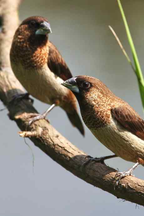 摄鸟拾趣 wbr wbr白腰文鸟（二）