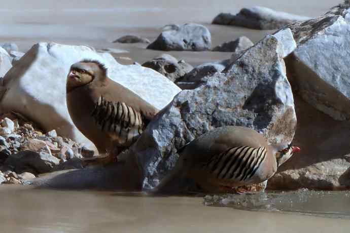 沿河城拍石鸡（偶尔飞版）
