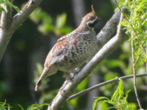 家禽驯化之源之十