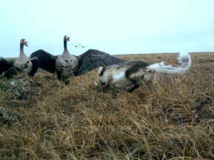 犬科：狐亚科之北极狐（雪鸮、雷鸟）