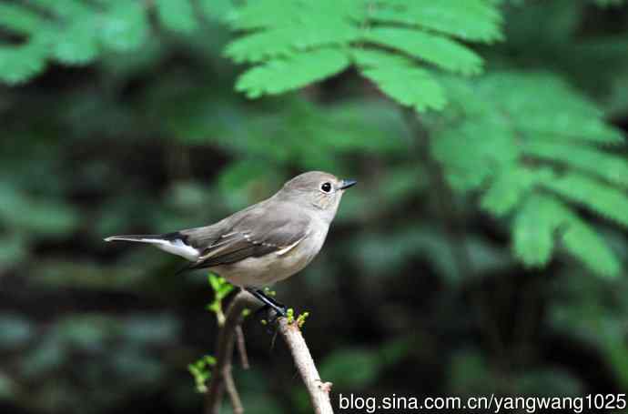 红喉姬鹟（10）