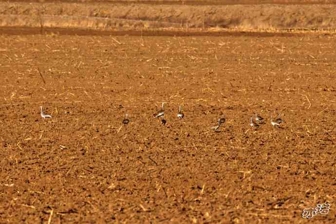 密云水库&nbsp;wbr路&nbsp;wbr大鸨、雉鸡和苍鹭