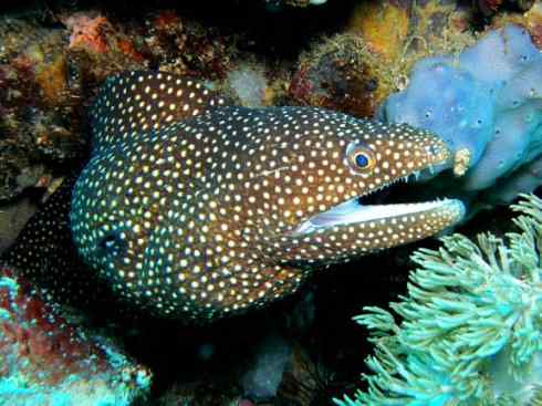 自然奇观：动物大迁徙(鳗鱼)