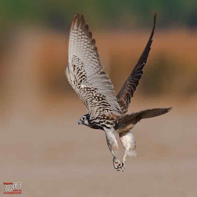 官厅水库&nbsp;wbr路&nbsp;wbr威武的猎隼