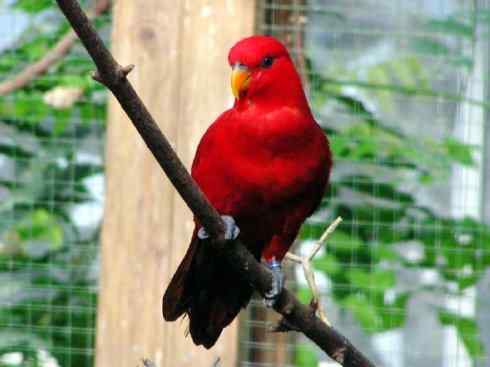 极品红色鸟类：红色吸蜜鹦鹉