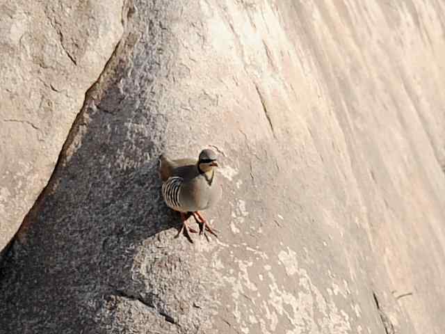 石鸡 wbr. wbr时机