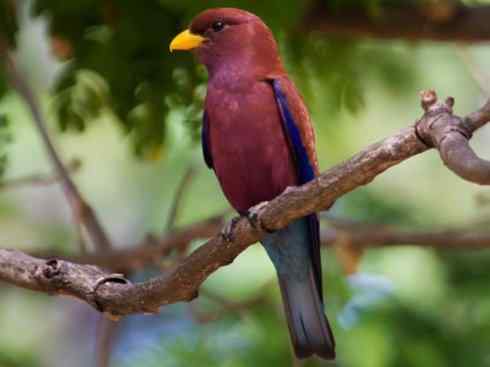 绝色攀禽：佛法僧目之三宝鸟