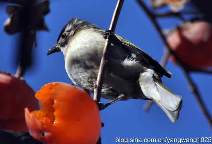 吃柿子的白头鹎