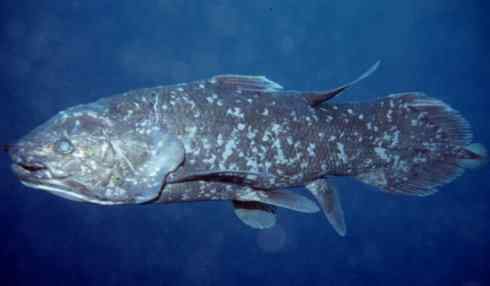 鱼类活化石：矛尾鱼