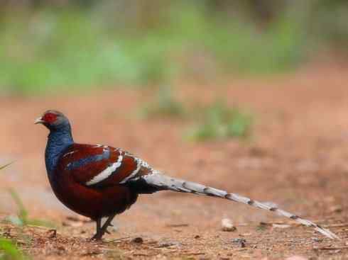 凤凰：传说的鸟原型探秘（雉鸡）
