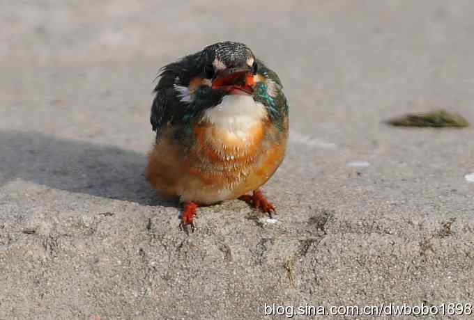 新年第一炮：小翠抓虾