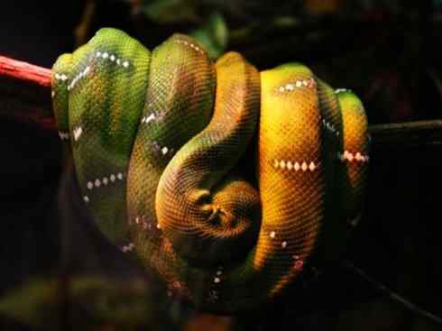 龙：传说的兽原型探秘（树蟒类）