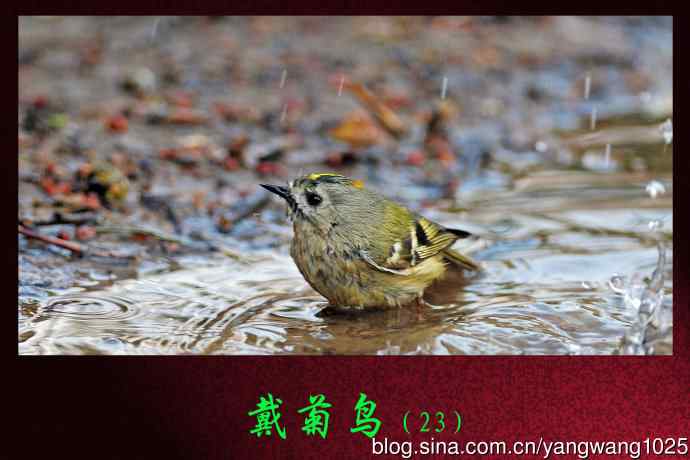 北京天坛公园的鸟类——戴菊鸟（23）