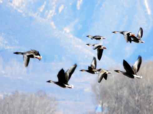 欣赏：美丽的雁