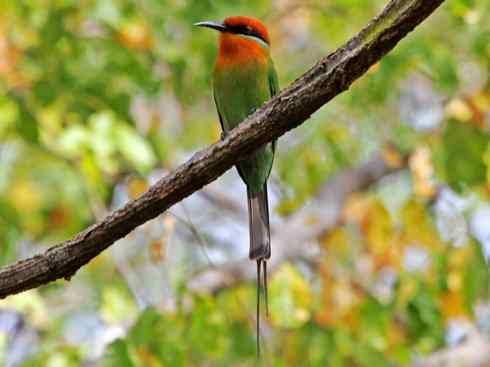 绝色攀禽：佛法僧目之蜂虎2