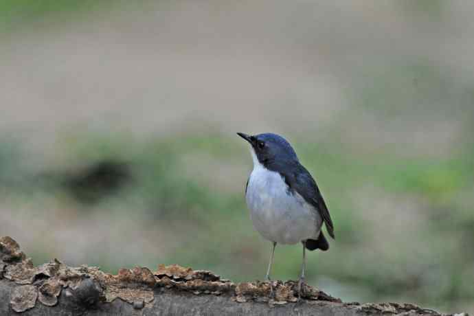 雄性蓝歌鸲（10）