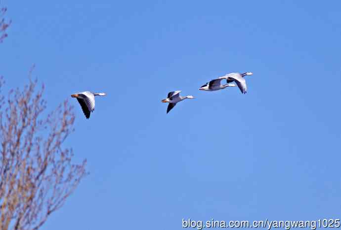 斑头雁(抓拍)15 斑头雁(抓拍)15