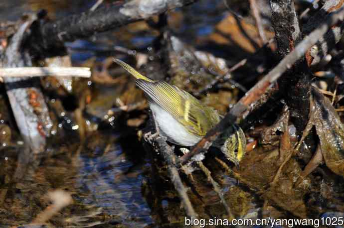 喝水的黄腰柳莺（1）