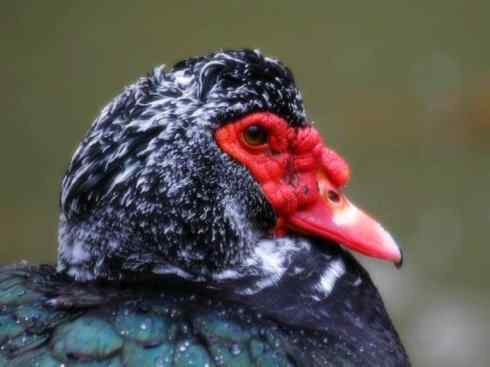 奇特的盔：瘤鸭