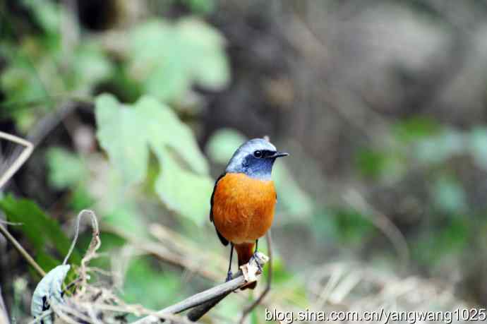 雄性北红尾鸲（1）