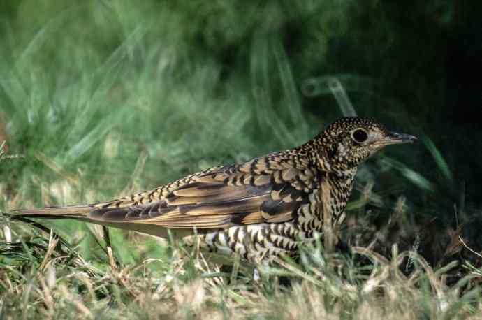 终于在阳光下拍到虎斑地鸫