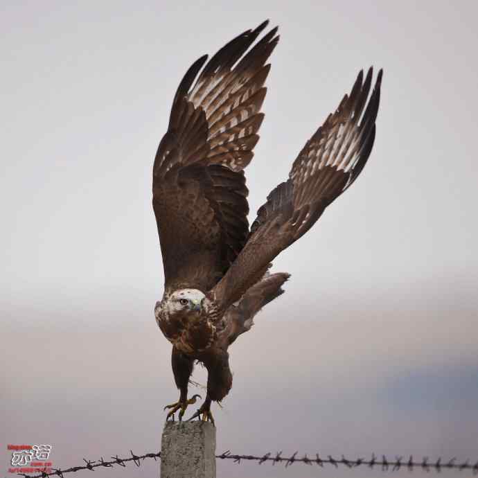 达里湖&nbsp;wbr路&nbsp;wbr大鵟