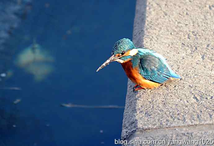 数九寒天我拍到了翠鸟