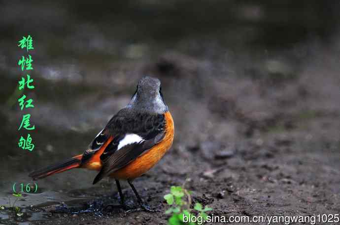 雄性北红尾鸲（16）