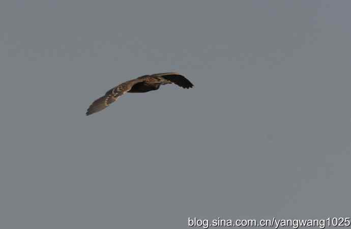 飞(夜鹭) wbr6 飞(夜鹭) wbr6