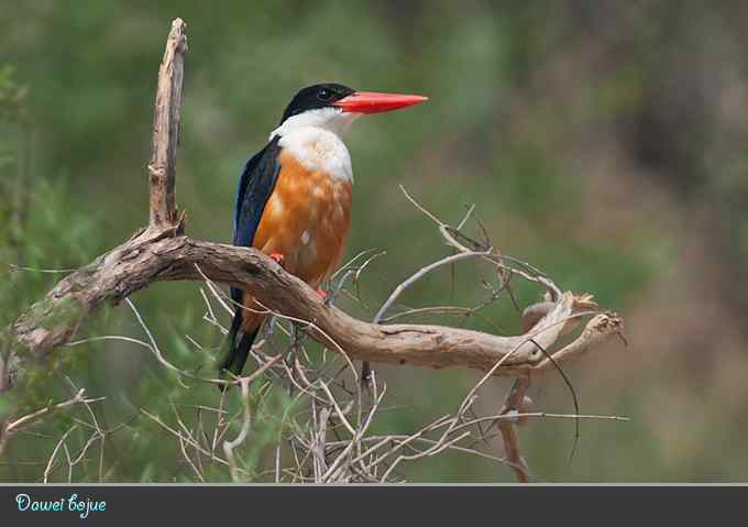 蓝矶鸫和沿河城的那些鸟