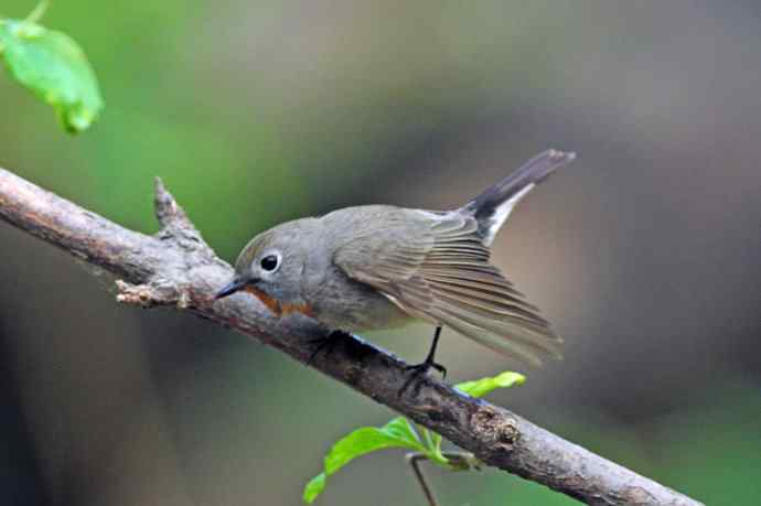 雄性红喉姬鹟（1）