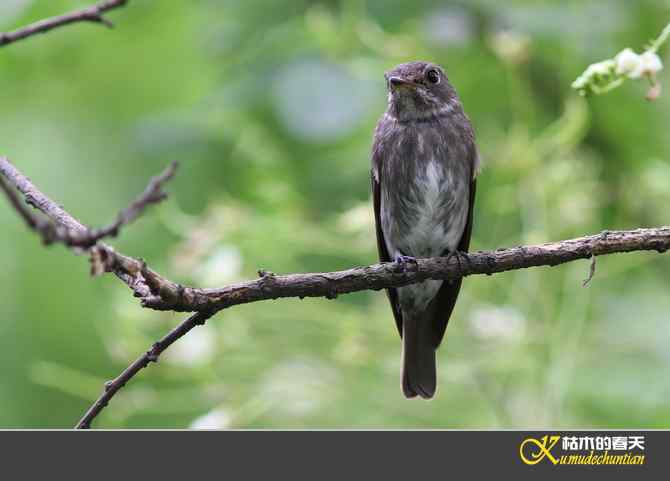 迁徙前哨鈥斺斘邡O【照片】