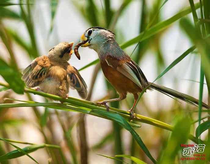衡水湖&nbsp;wbr路&nbsp;wbr震旦鸦雀