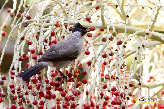 云南拍的三种鈥滒氢
