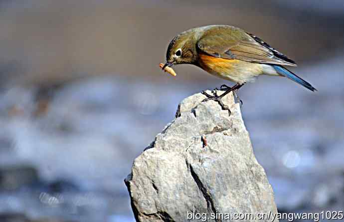 雌性红肋蓝尾鸲