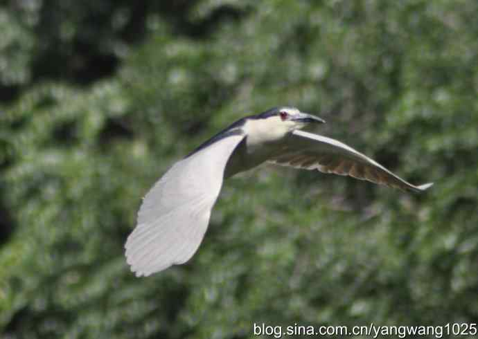 夜鹭（大丽抓拍）